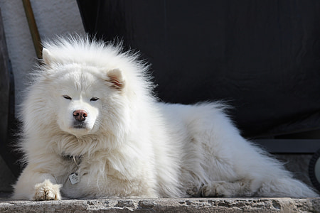 adult white Chowchow thumbnail