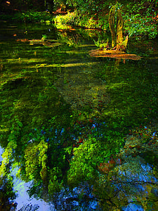 reflection of trees on body of water thumbnail