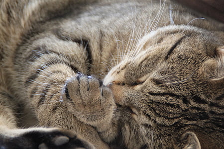 silver tabby cat thumbnail