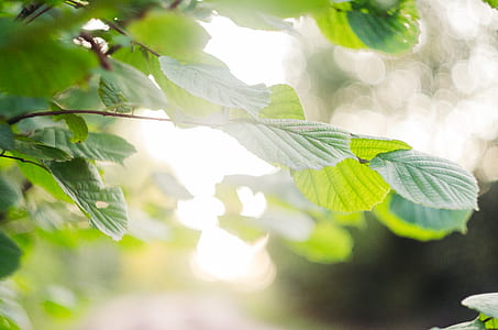 green plant under sunny sky thumbnail