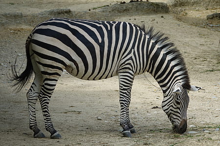 zebra eating grass thumbnail