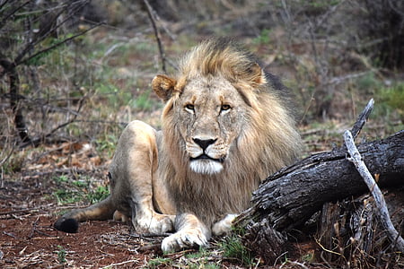 lion laying on ground thumbnail