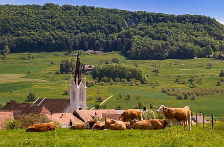 brown-and-white cattles on field overlooking white cathedral and plains under blue sky at daytime thumbnail