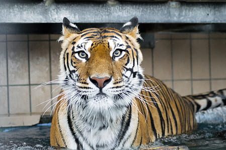 tiger walking on body of water thumbnail