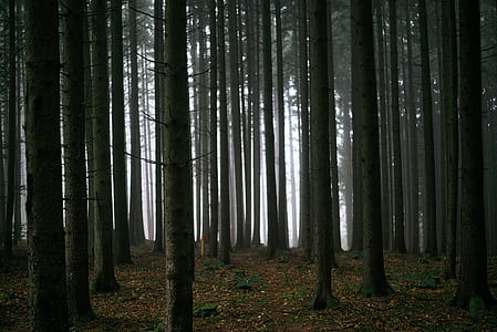 dark, forest, trees thumbnail