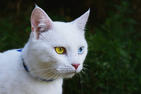 Shallow Focus Photography of White Cat thumbnail