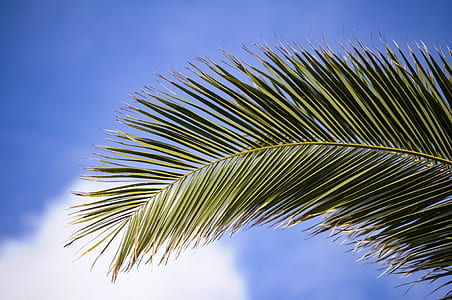 low angle photography of coconut tree leaf under clear sky thumbnail