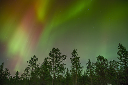 trees under green sky thumbnail