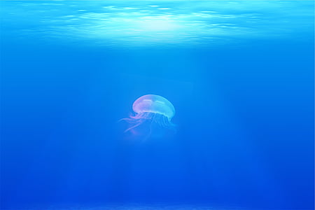 jellyfish under the ocean ] thumbnail