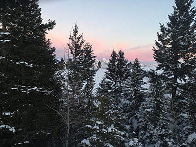 snow covered pine trees at daytime thumbnail