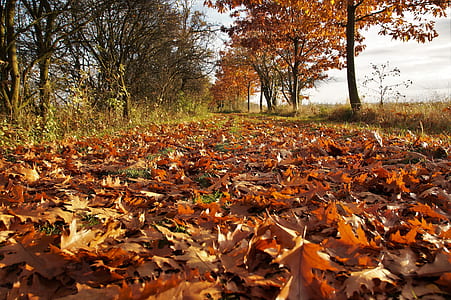 withered leaves on ground thumbnail