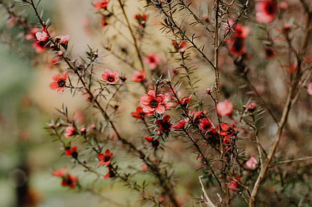 pink petaled flowers thumbnail