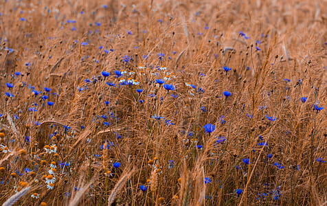 blue flowers thumbnail