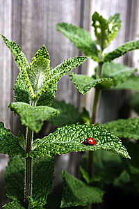 selective focus photography of red ladybug on leaf thumbnail