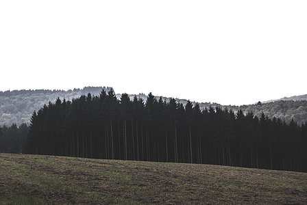 gray trees thumbnail