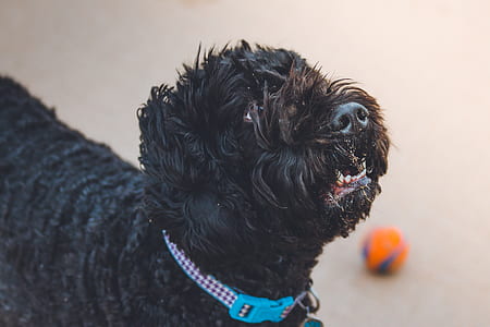 selective focus photography of long-coated black dog thumbnail