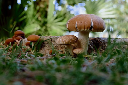 selective focus photography of mushrooms thumbnail