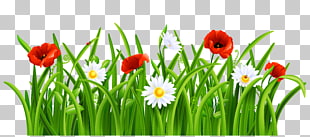 Flower Lawn , Poppies and Daisies with Grass , common poppy and daisy flower artwork PNG clipart