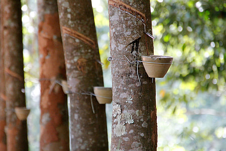 cups on tree thumbnail