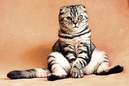 short-coated white and gray cat thumbnail