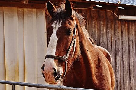 white and brown horse thumbnail