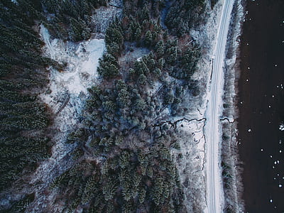 aerial view of green trees thumbnail