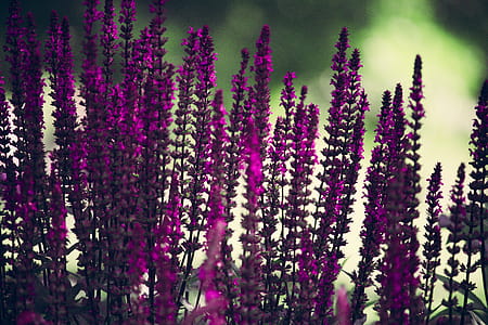 Purple Lavender Flowers Selective-focus Photography thumbnail