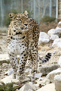 leopard on rocky surface during daytime thumbnail