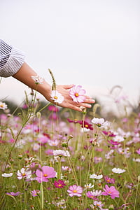 person touching pink cosmos flowers at daytime thumbnail