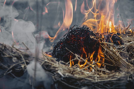Dried Grass on Fire thumbnail