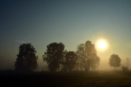 silhouette tree during golden hour thumbnail