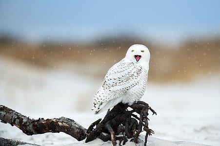 shallow focus photography of white owl on tree root thumbnail