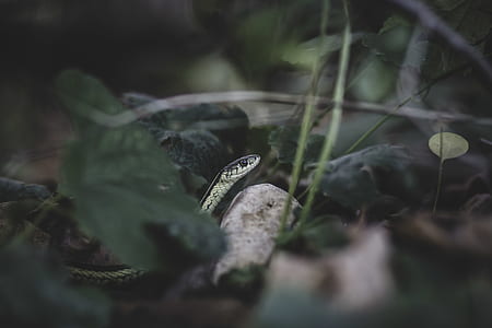 selective focus photography of green snake on grass field thumbnail
