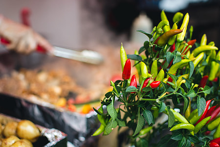 Chilli pepper plant thumbnail