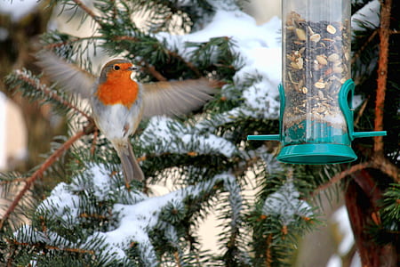 flying gray and white bird thumbnail