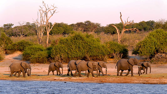 group of elephants walking at the side thumbnail