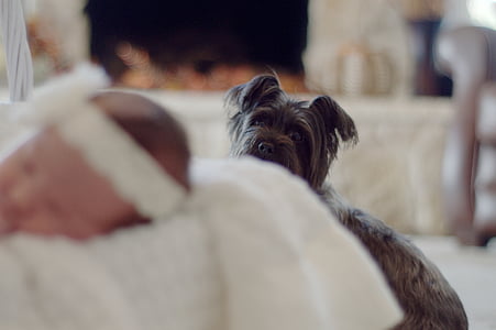 dog facing baby sleeping on white cushion thumbnail