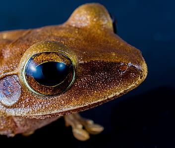 selective focus photography of brown frog thumbnail