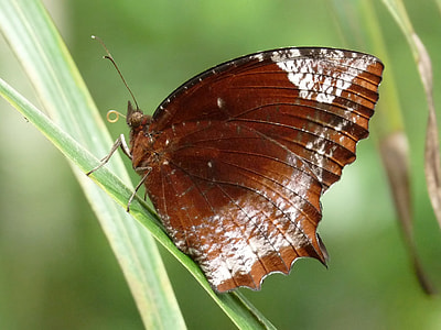 Elymnias Hypermnestra, Butterfly thumbnail