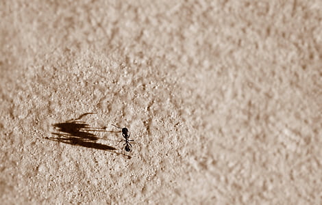 garden ant on sand thumbnail