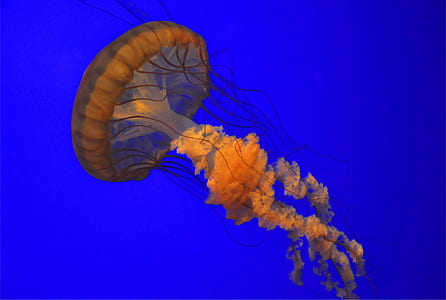closeup photography of orange jellyfish thumbnail