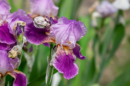 selective focus photo of purple iris flower thumbnail