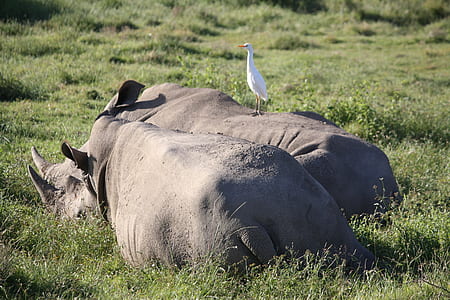 two gray rhinoceros on grass field thumbnail