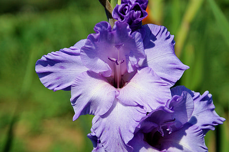 Gladiolus, Gladidus thumbnail