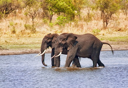 two black elephants on water thumbnail