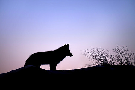 Fox Silhouette thumbnail