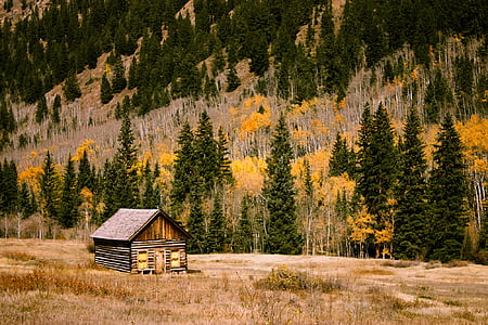 brown and gray shack beside trees during daytime thumbnail