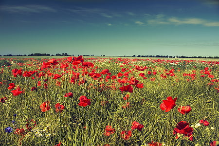 red poppy flowers under blue skies thumbnail