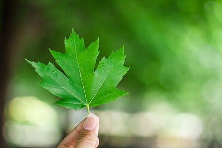 person holding green maple leaf thumbnail