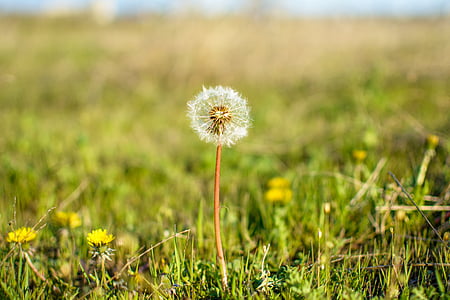 white dandelion thumbnail